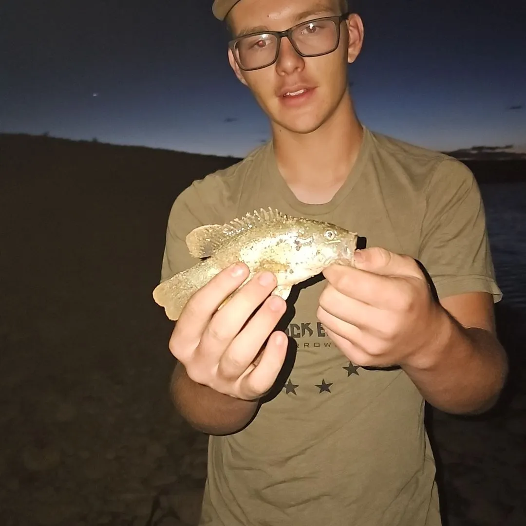 The most recent Pumpkingill hybrid catches on Fishbrain