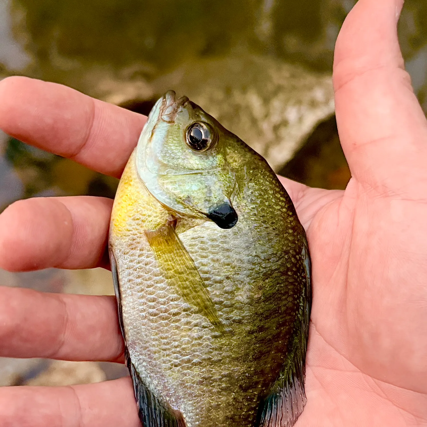 Green sunfish caught on Fishbrain
