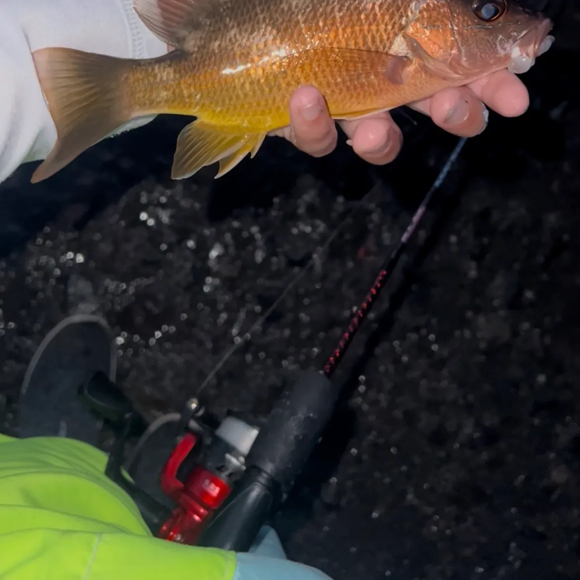 The most recent Yellow snapper catches on Fishbrain