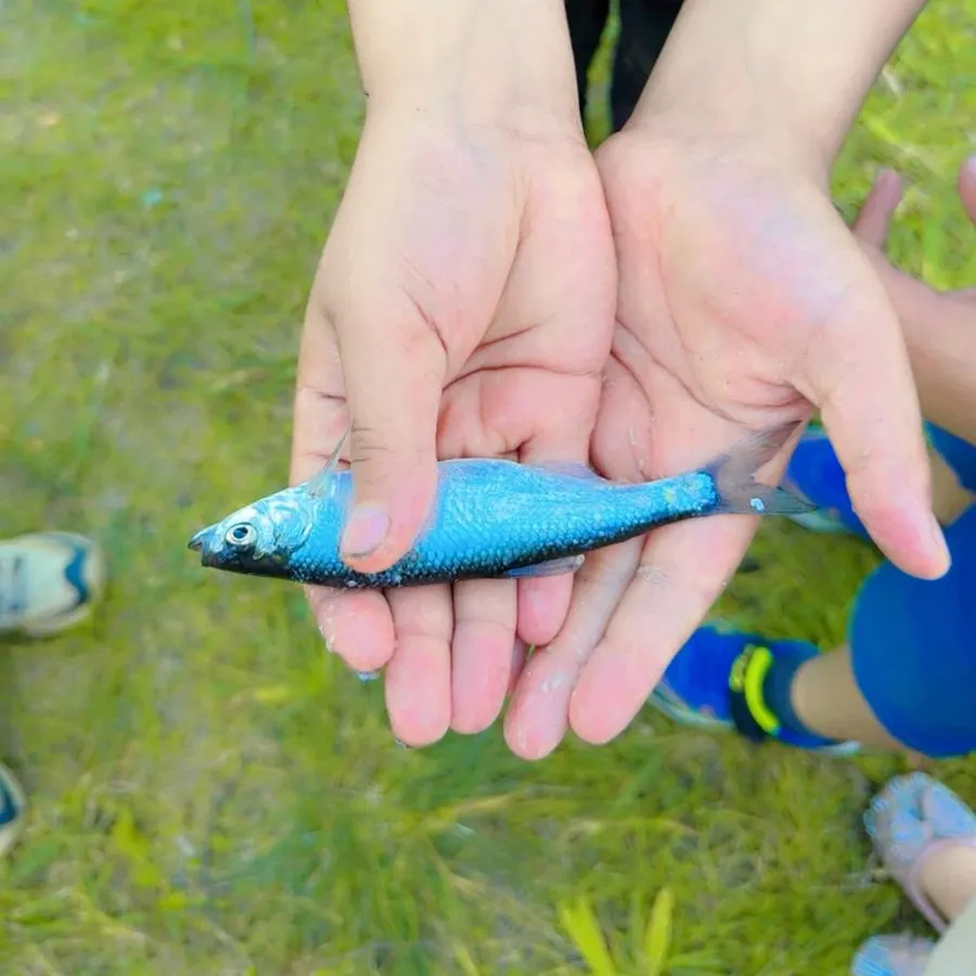 The most recent Asp catches on Fishbrain