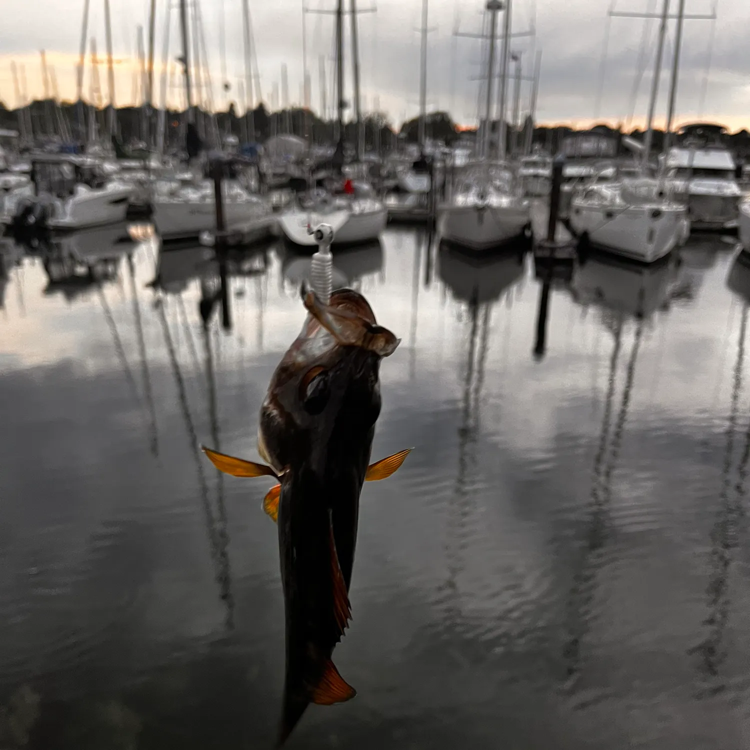 Yellow perch caught on Fishbrain