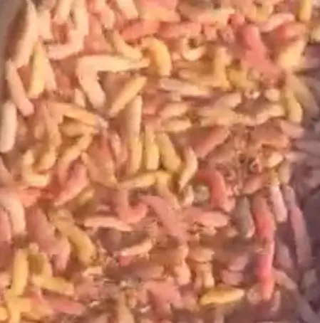 Maggots