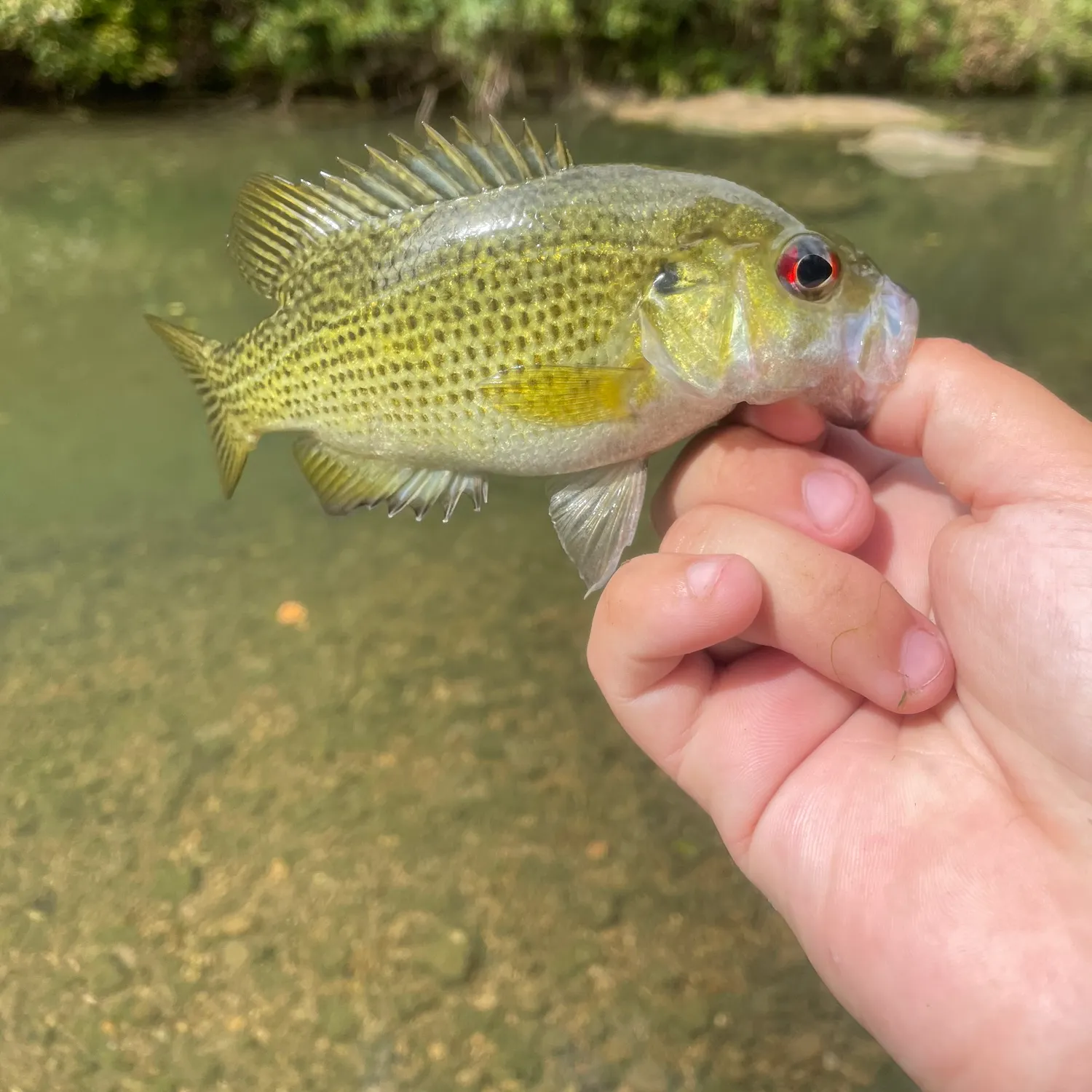 Rock bass caught on Fishbrain