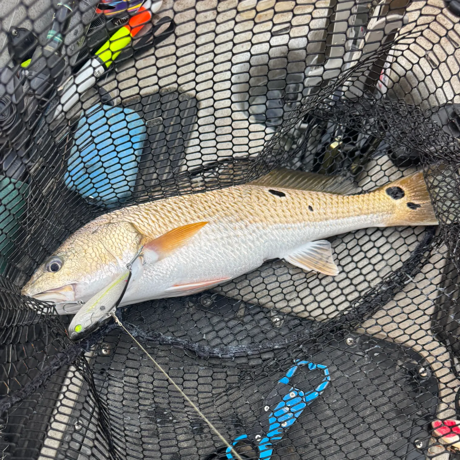 Red drum caught on Fishbrain