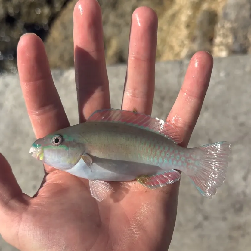 The most recent Striped parrotfish catches on Fishbrain
