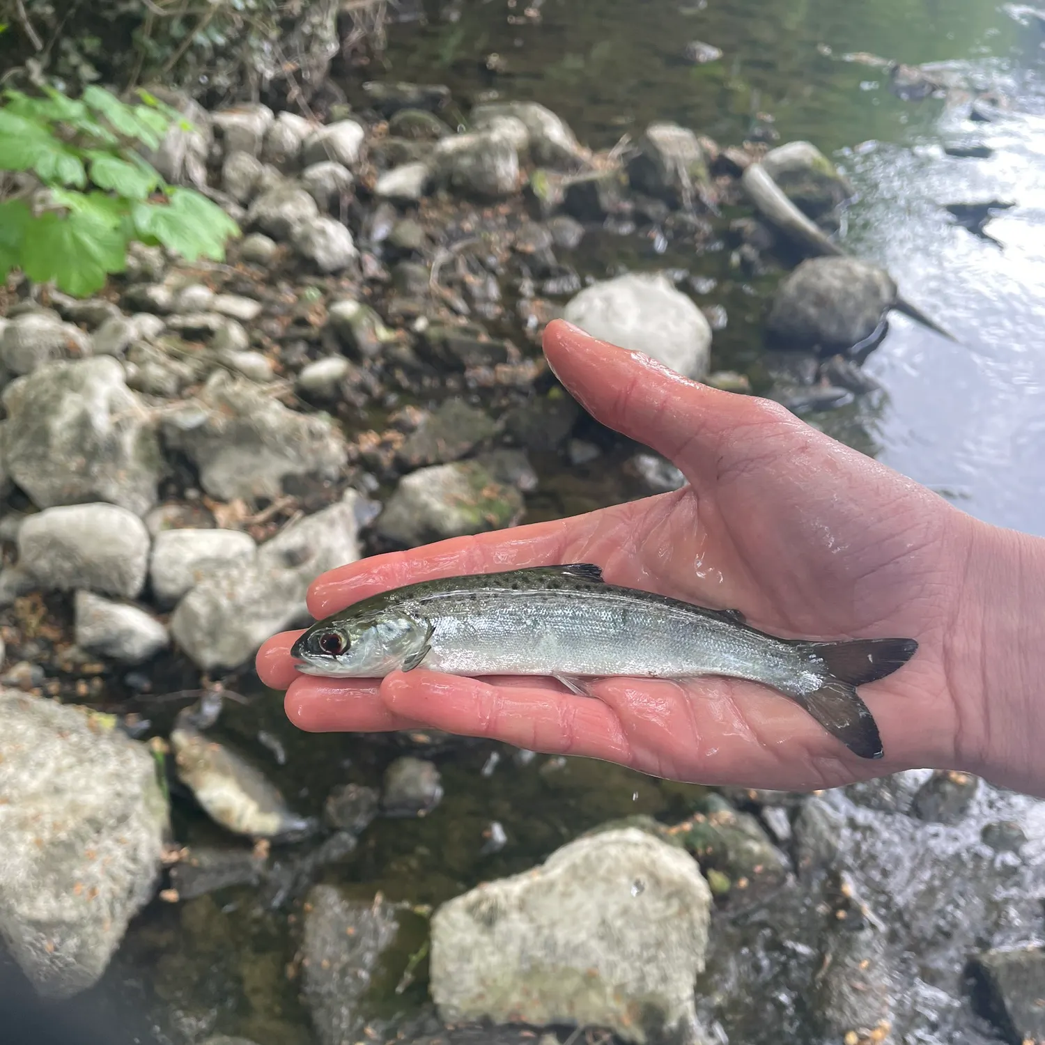 The most recent Atlantic salmon catches on Fishbrain