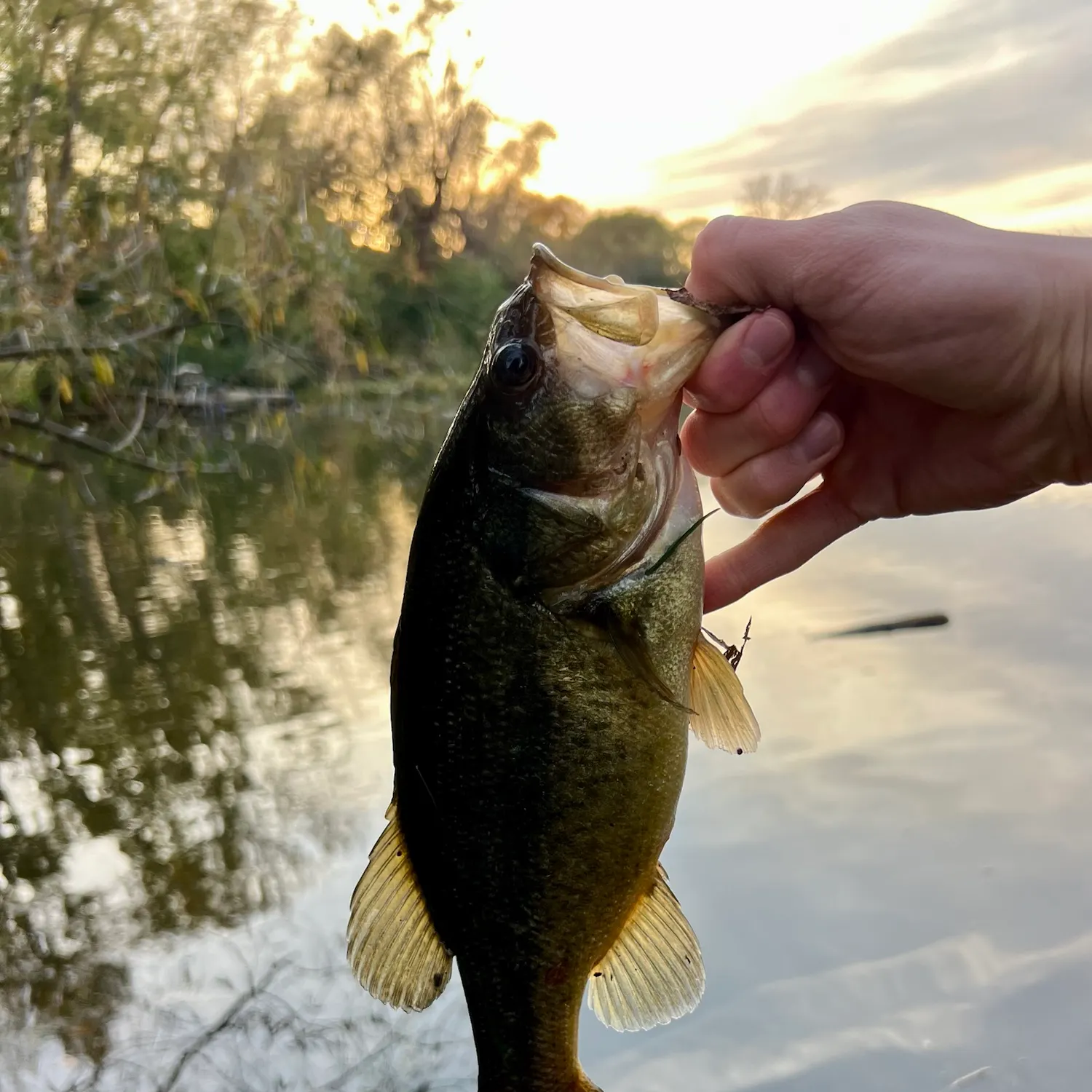 Largemouth bass caught on Fishbrain