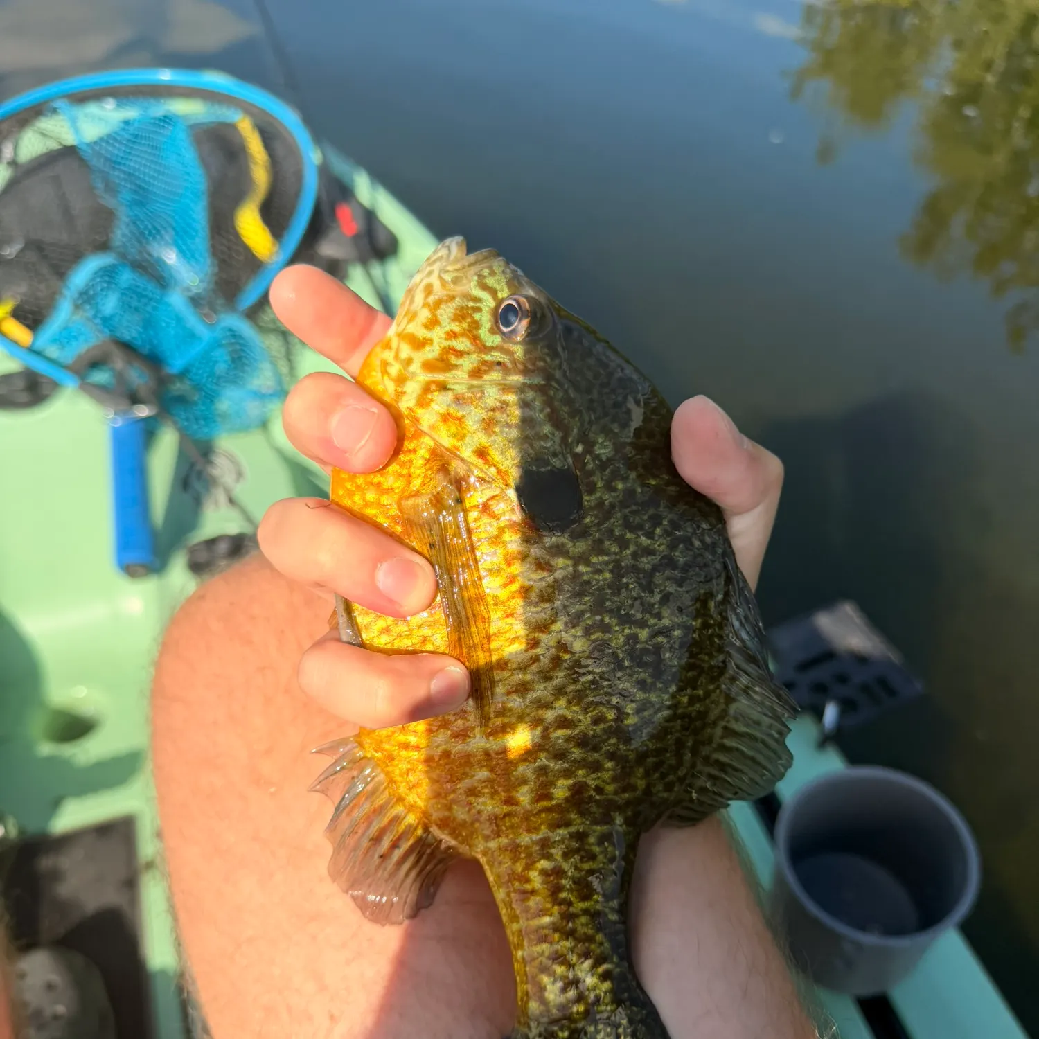 Pumpkinseed caught on Fishbrain