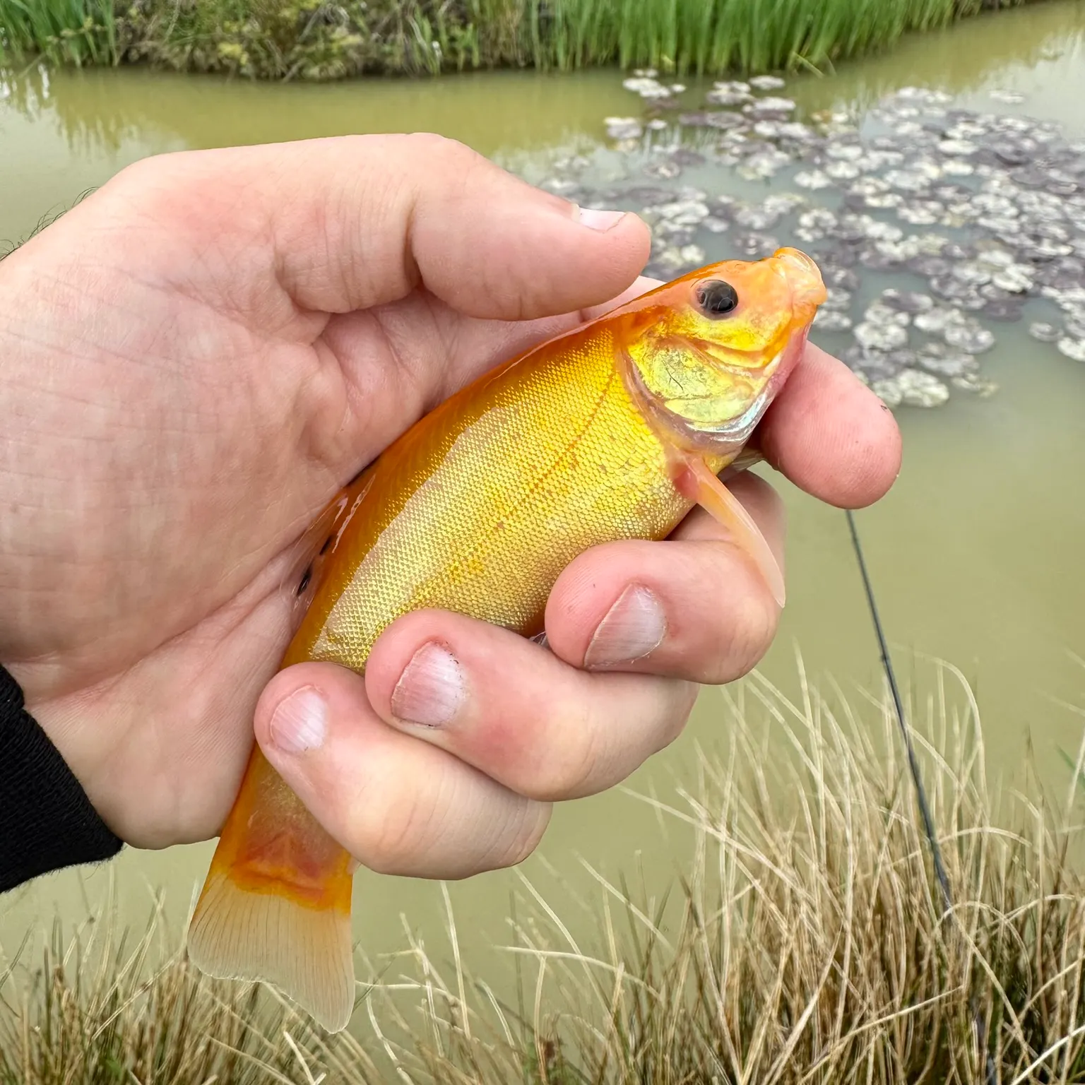 most liked catch image
