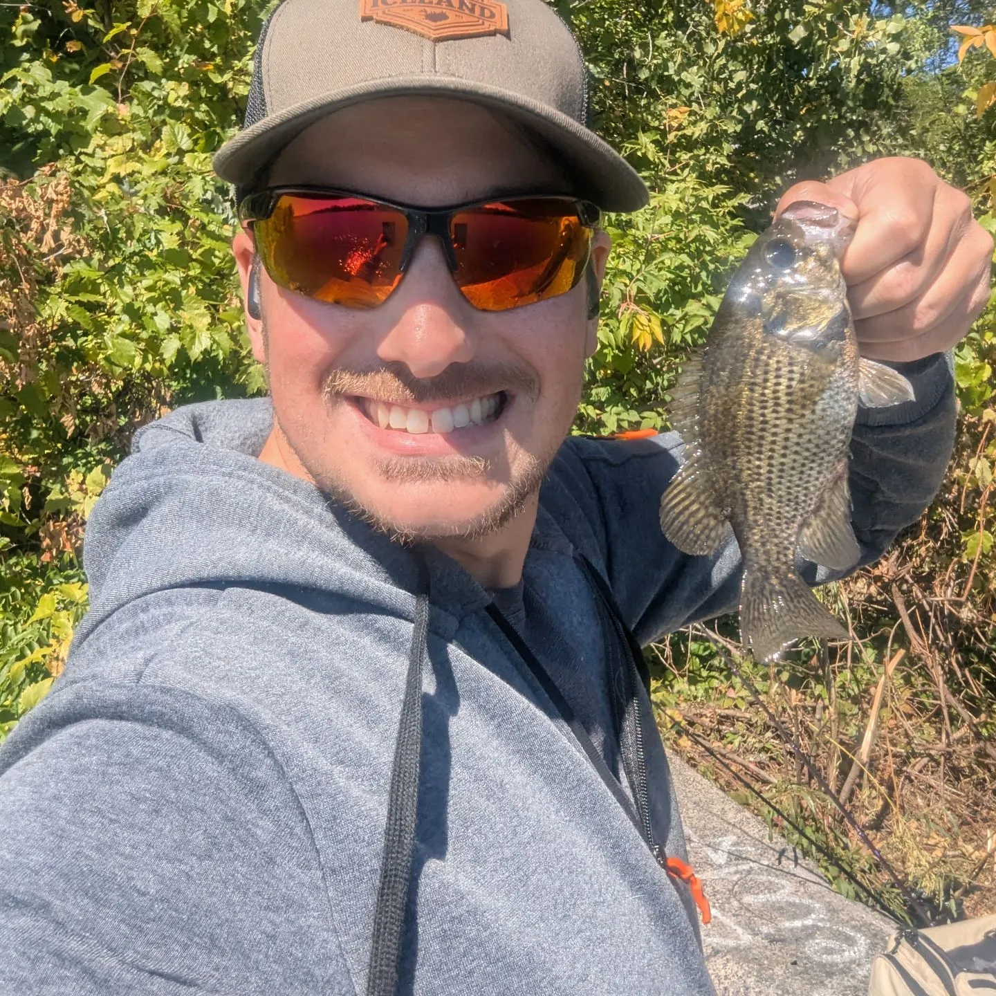 Rock bass caught on Fishbrain