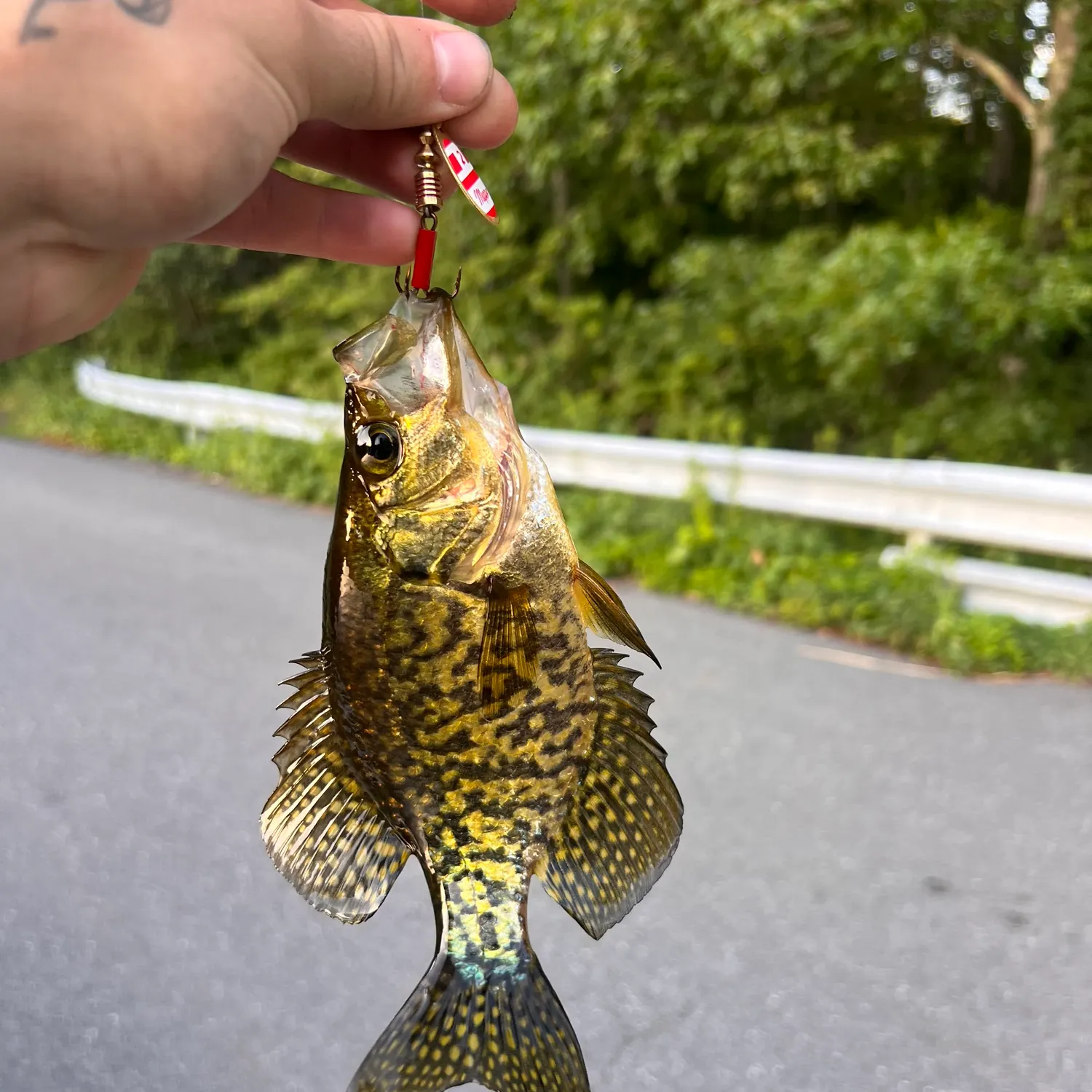 recently logged catches