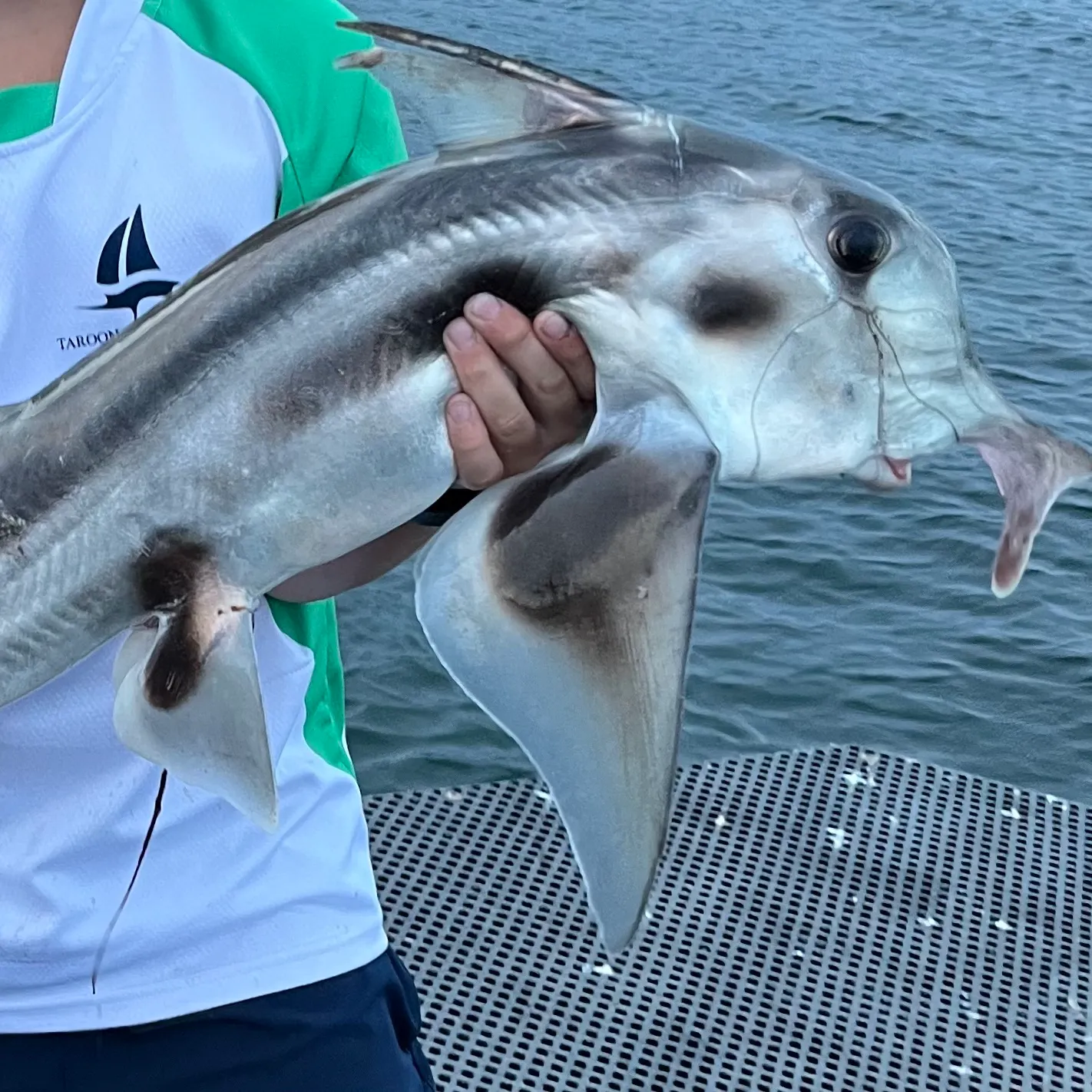 The most recent Cape elephantfish catches on Fishbrain