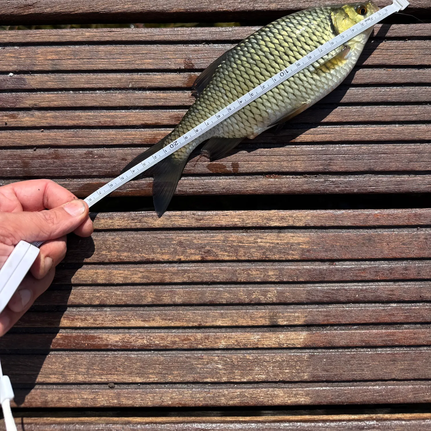 European chub caught on Fishbrain