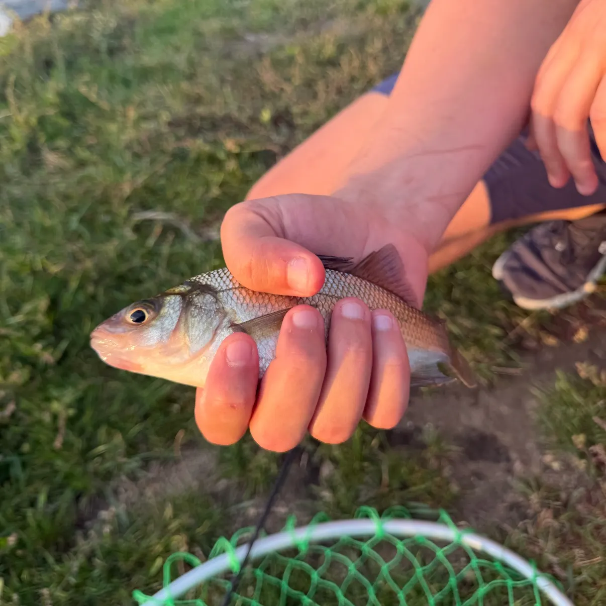 White perch caught on Fishbrain