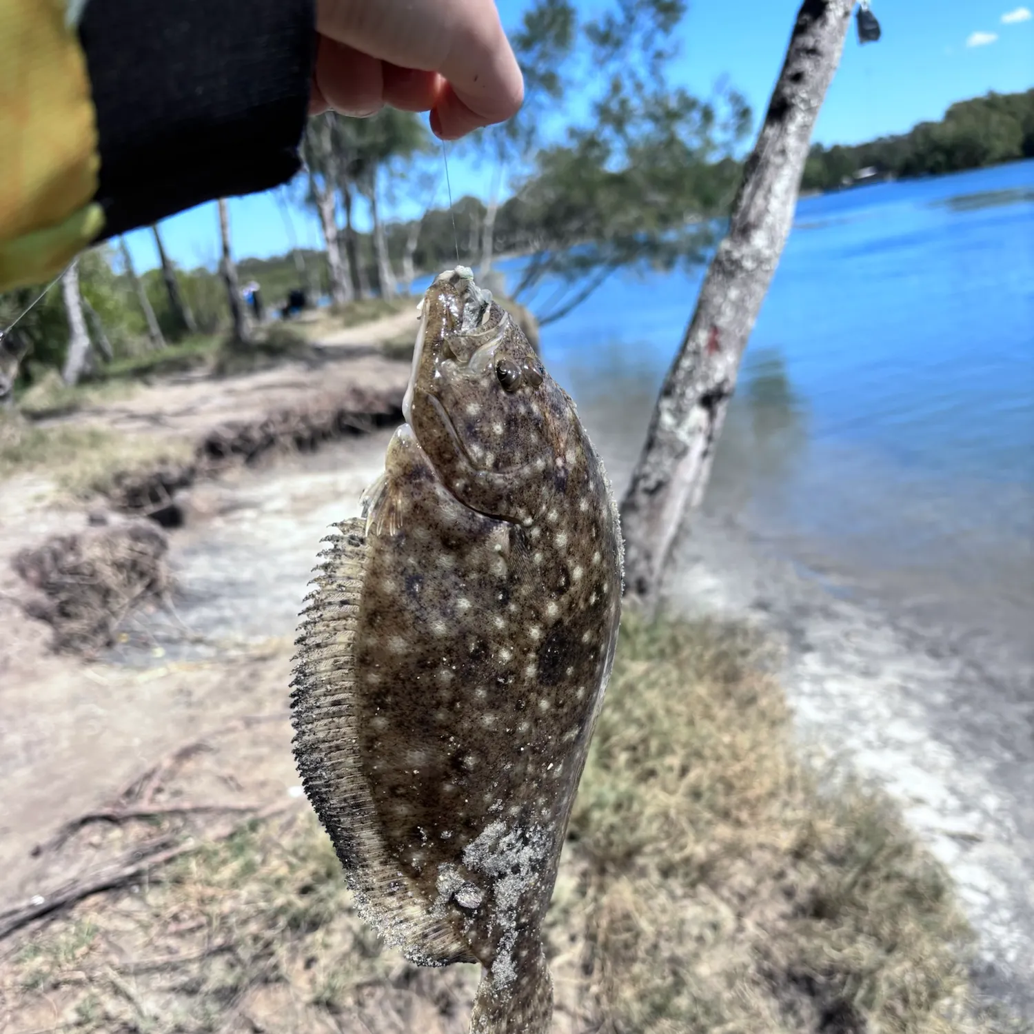The most recent Smalltooth flounder catches on Fishbrain
