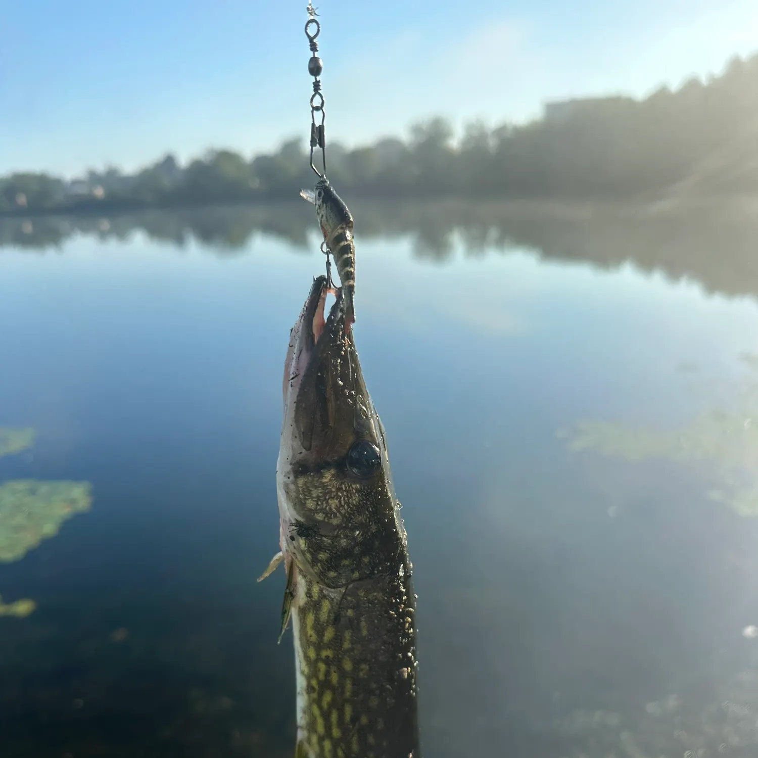 Chain pickerel caught on Fishbrain