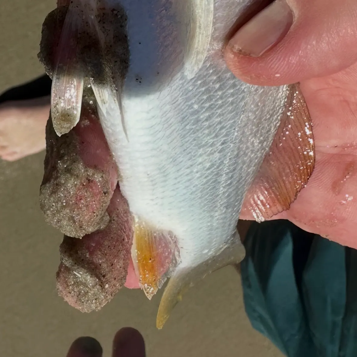Gulf kingcroaker caught on Fishbrain