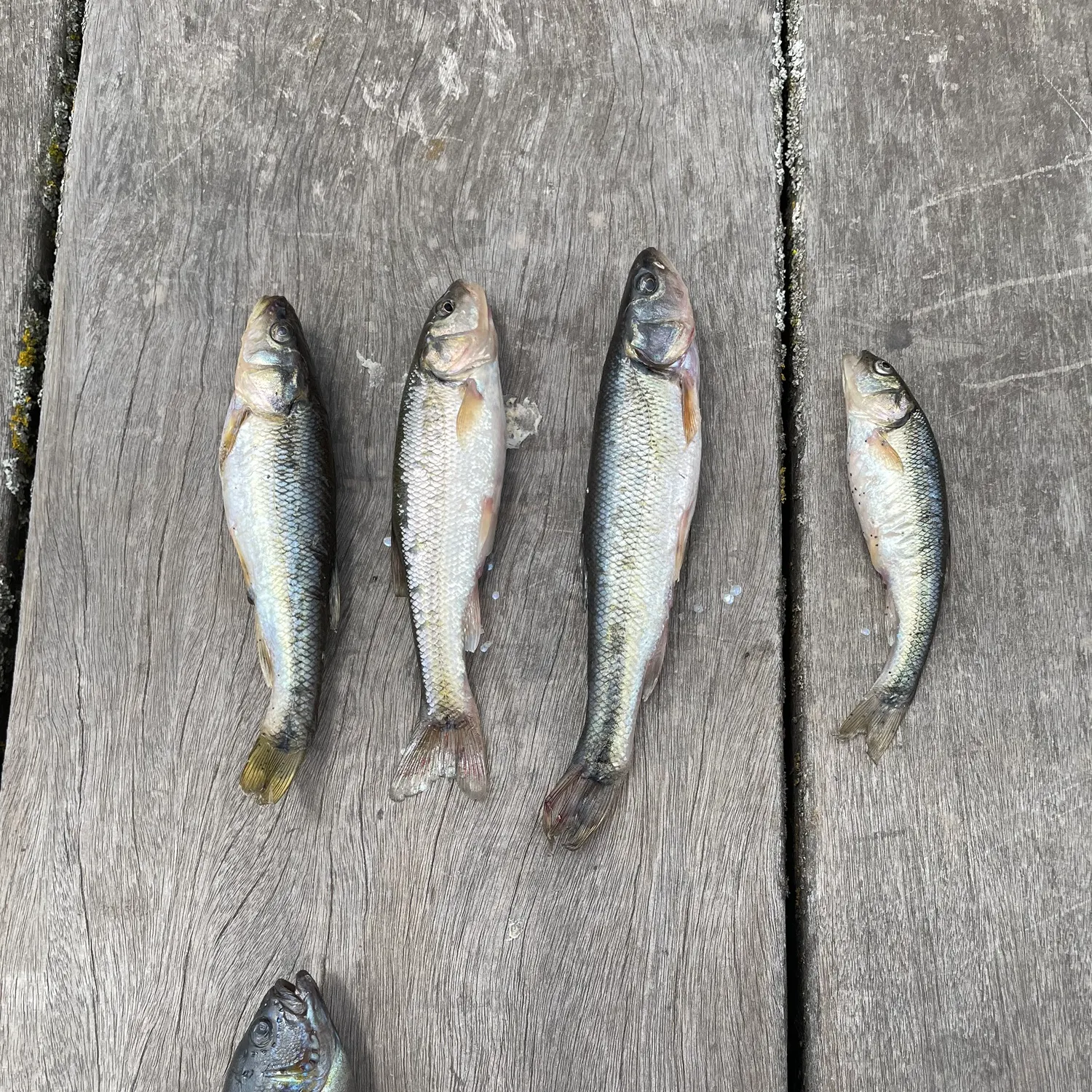 recently logged catches