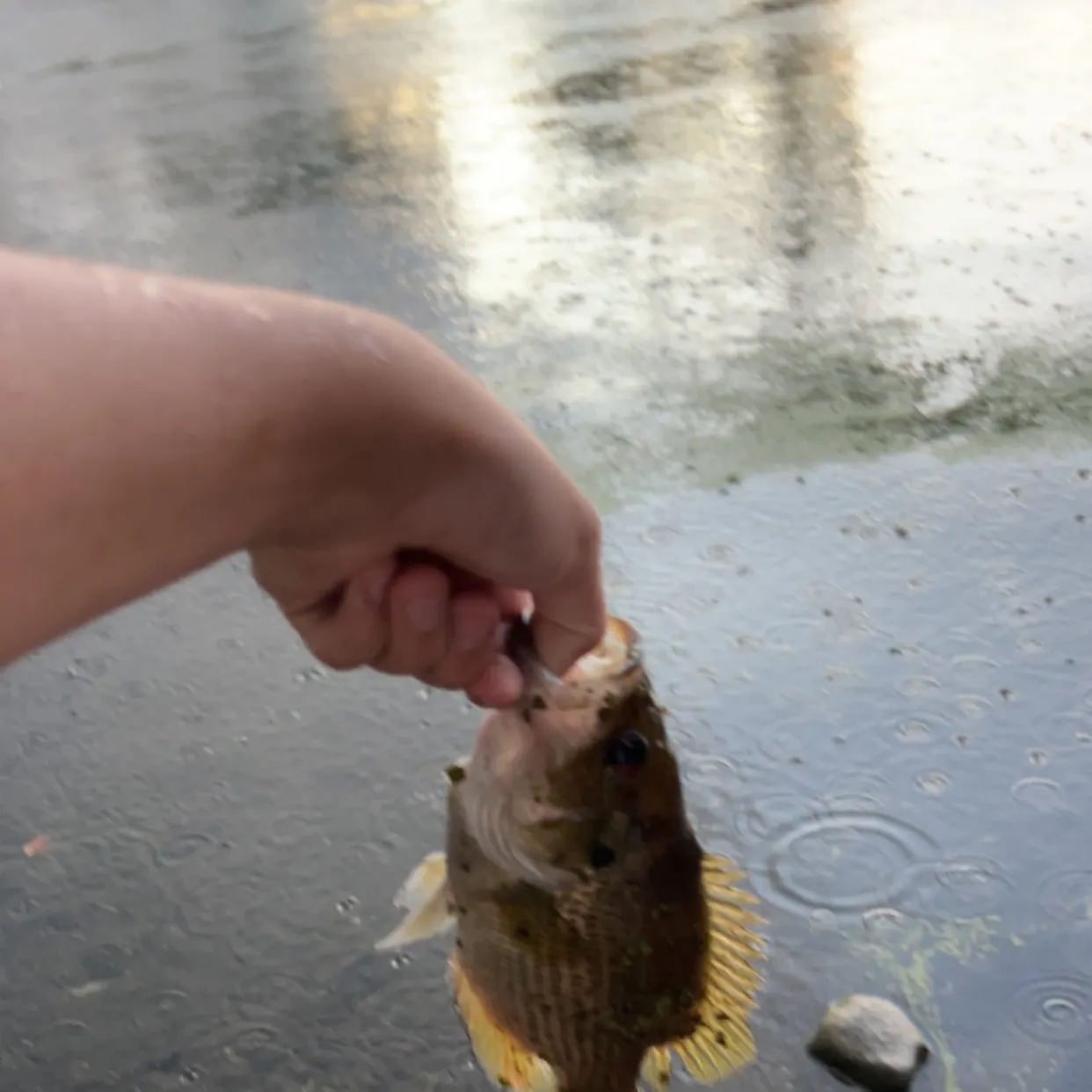 Rock bass caught on Fishbrain