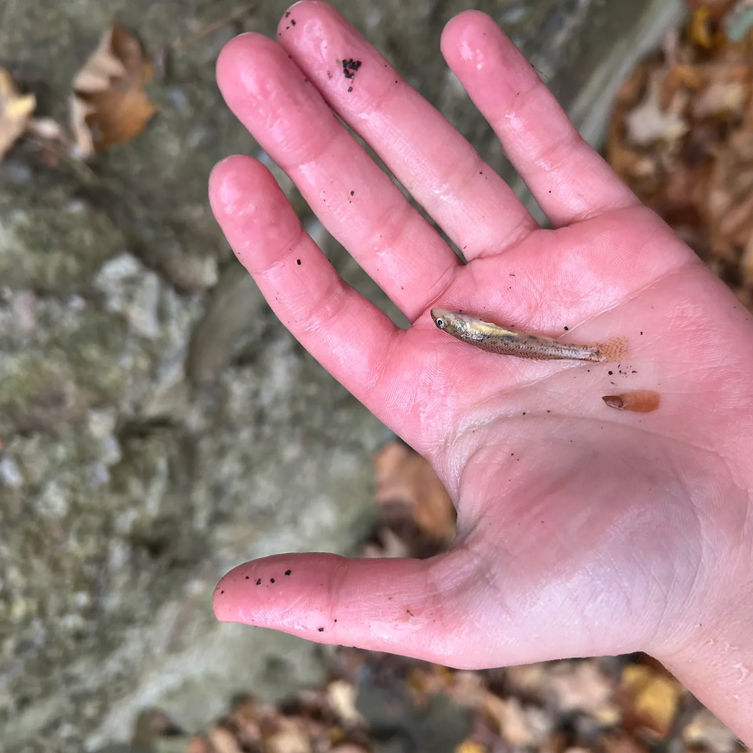 The most recent Johnny darter catches on Fishbrain