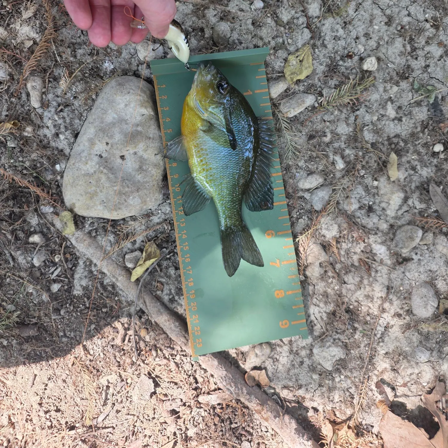 Redbreast sunfish caught on Fishbrain