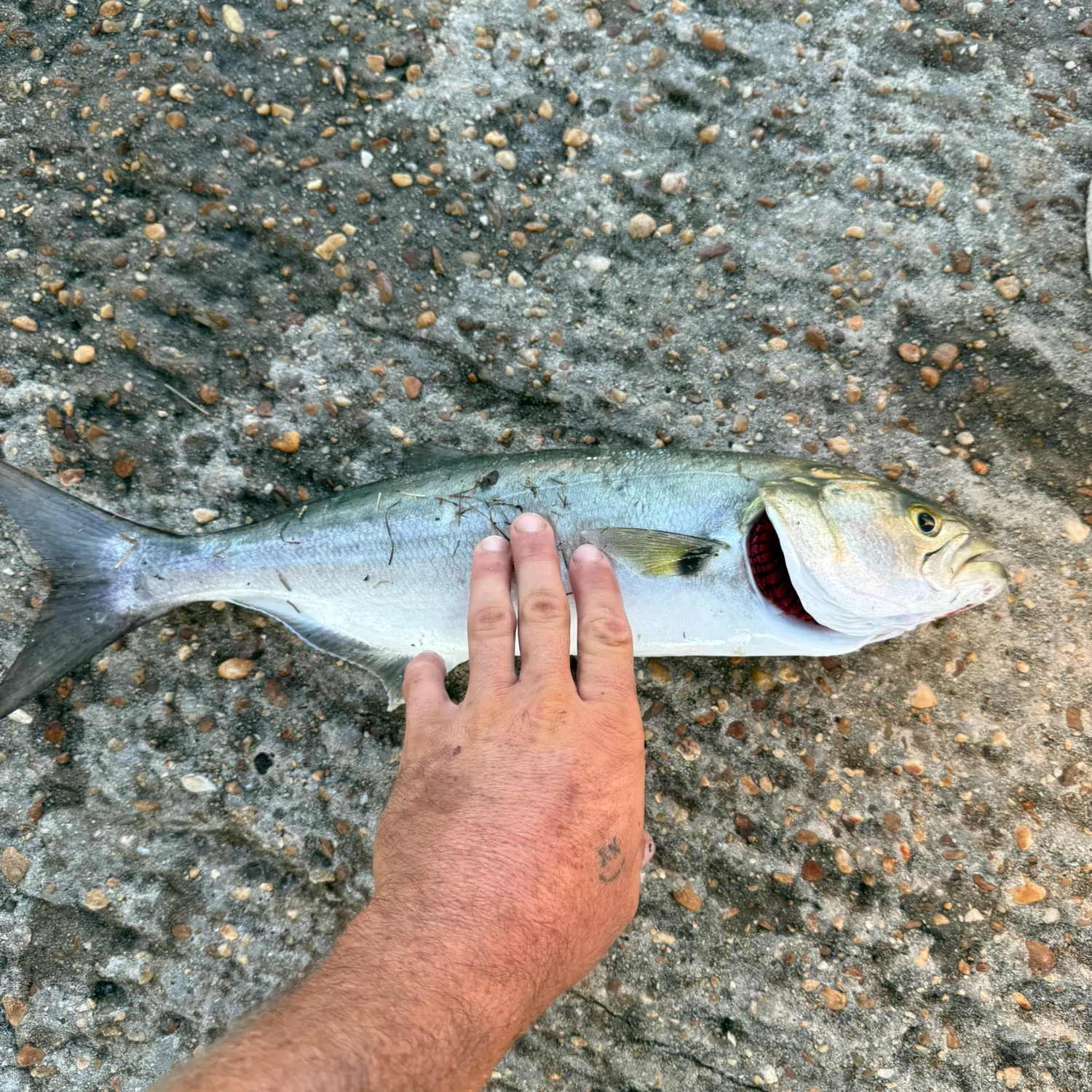 Bluefish caught on Fishbrain