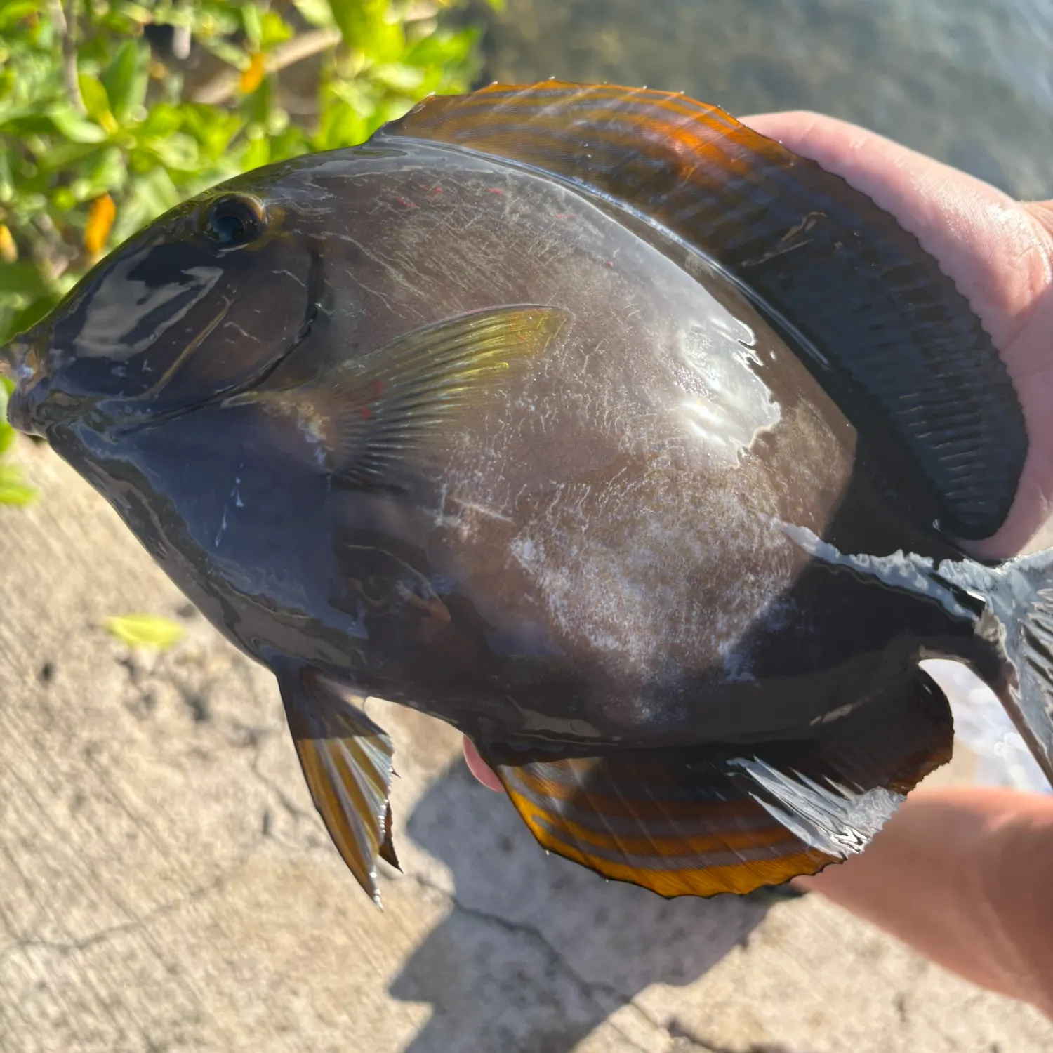 The most recent Ringtail surgeonfish catches on Fishbrain