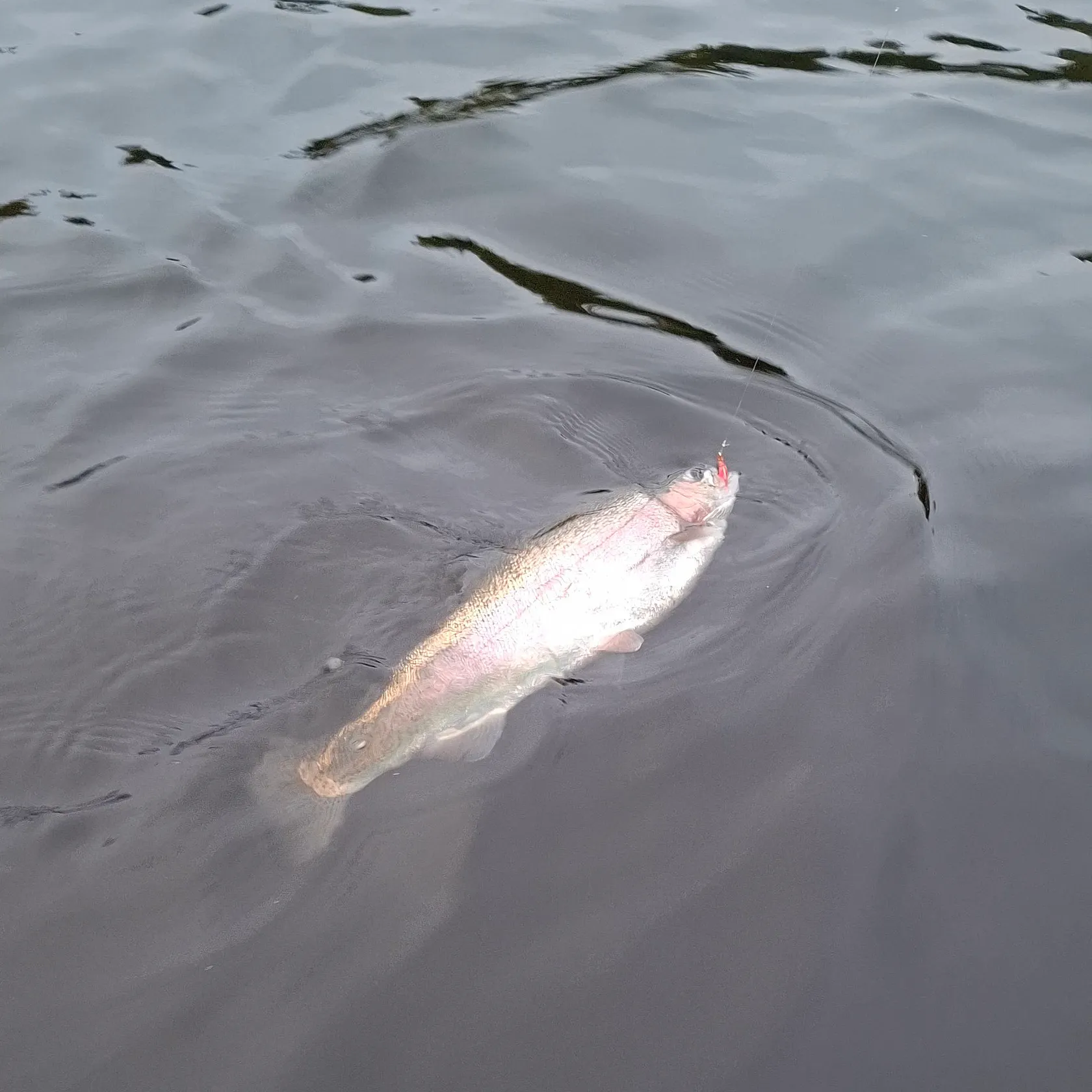 Rainbow trout caught on Fishbrain