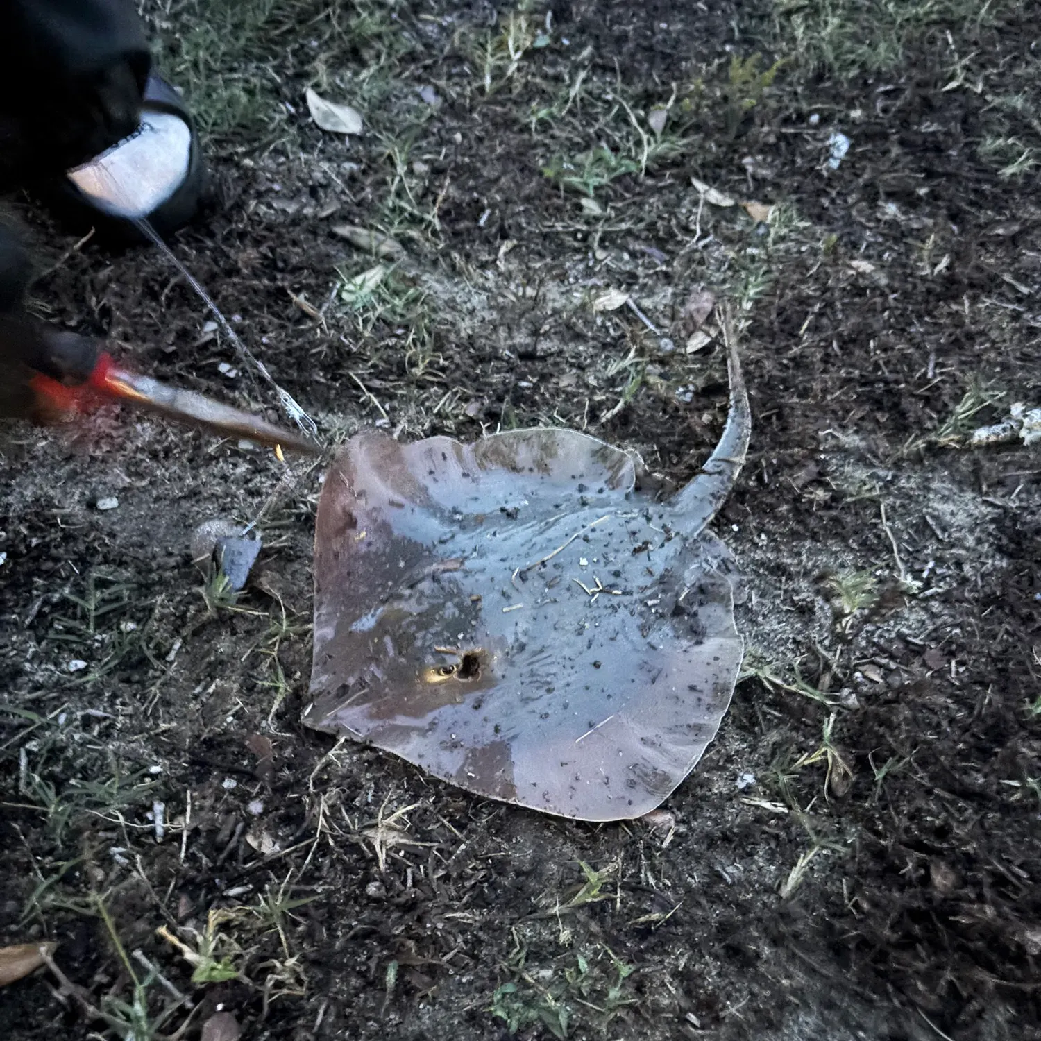 Atlantic stingray caught on Fishbrain