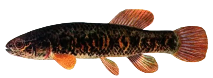 Eastern mudminnow