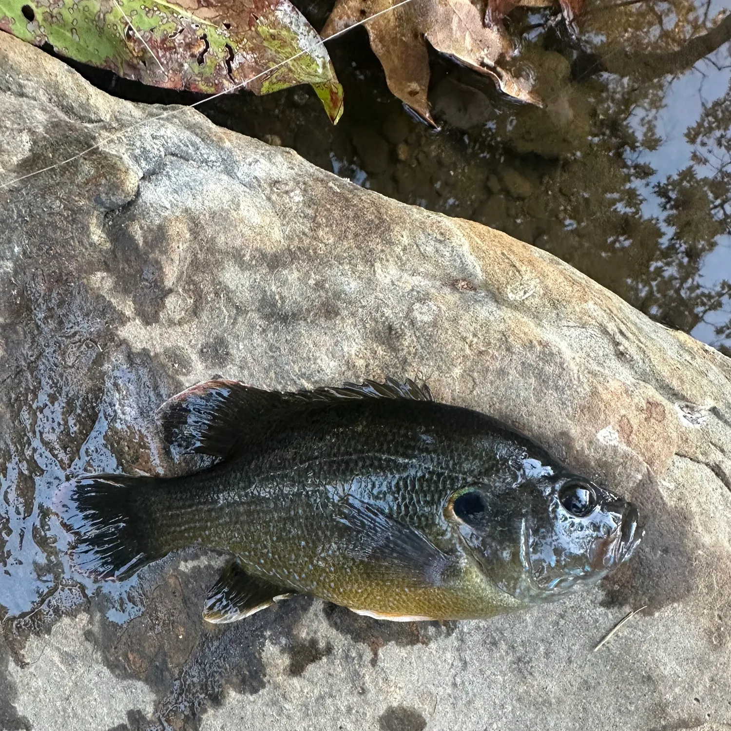 Green sunfish caught on Fishbrain