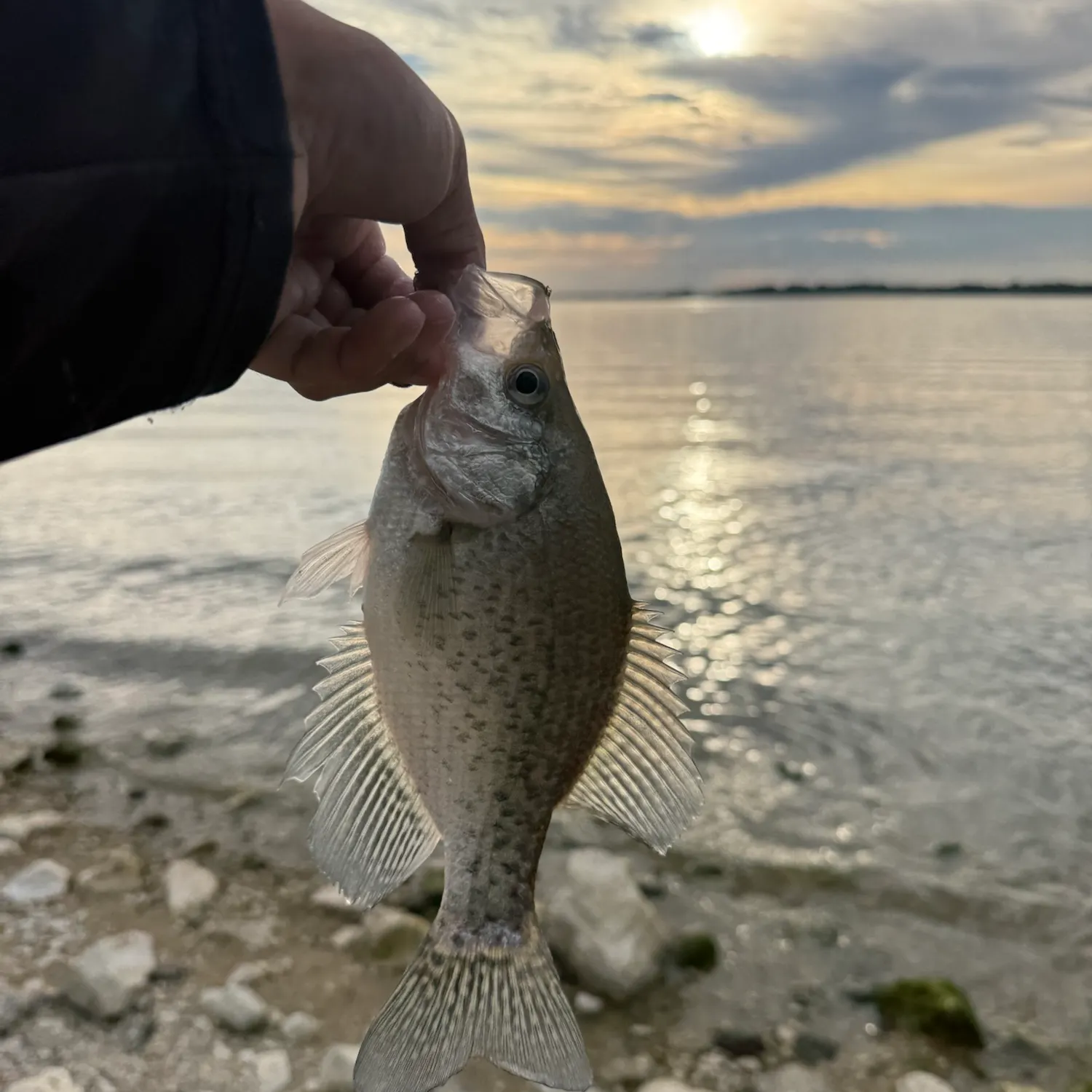White crappie caught on Fishbrain