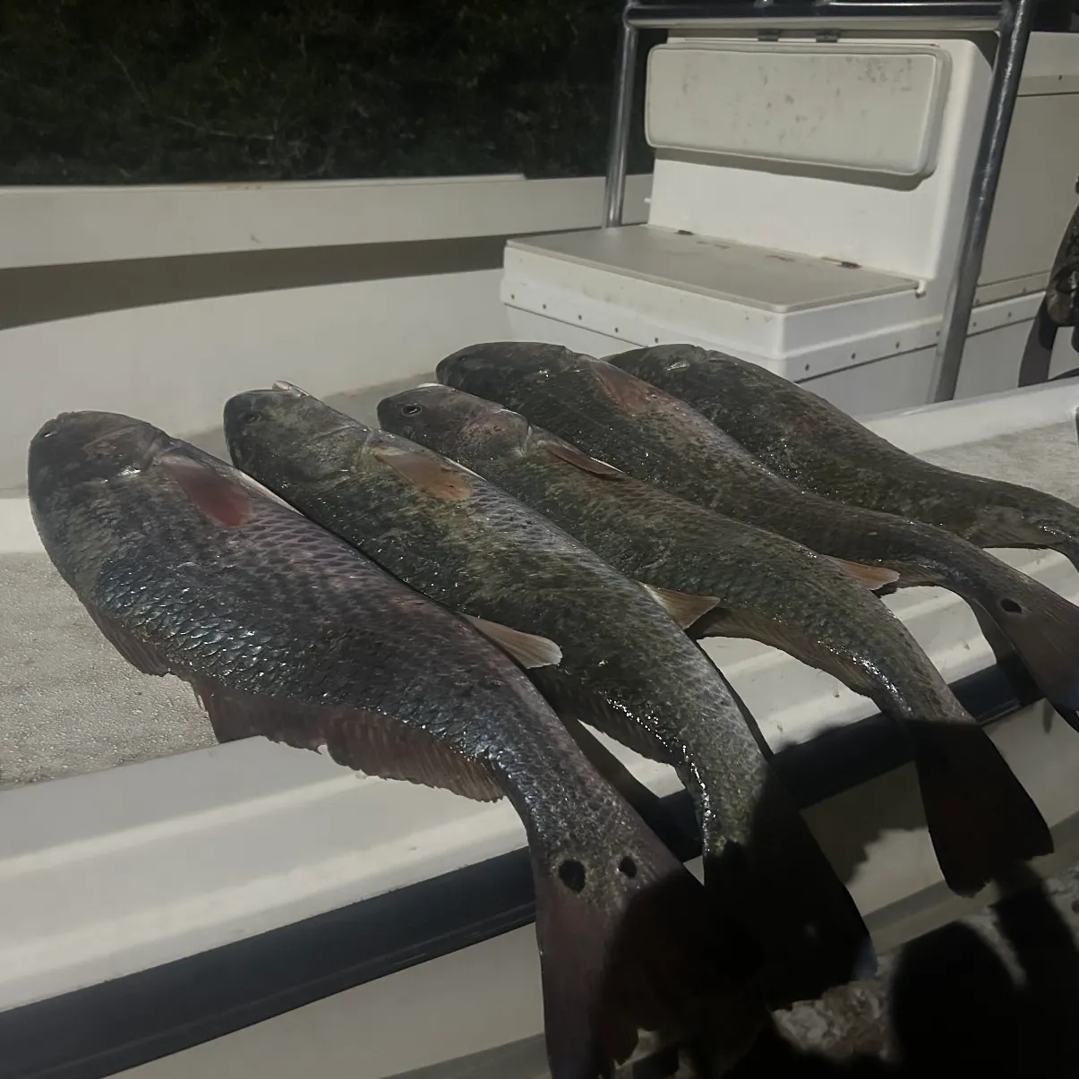 Red drum caught on Fishbrain