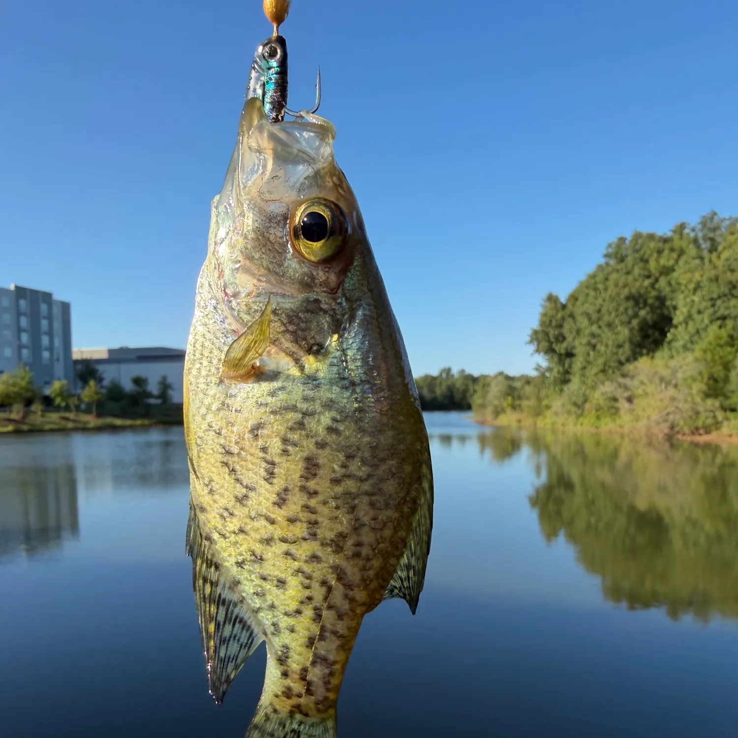Black crappie caught on Fishbrain
