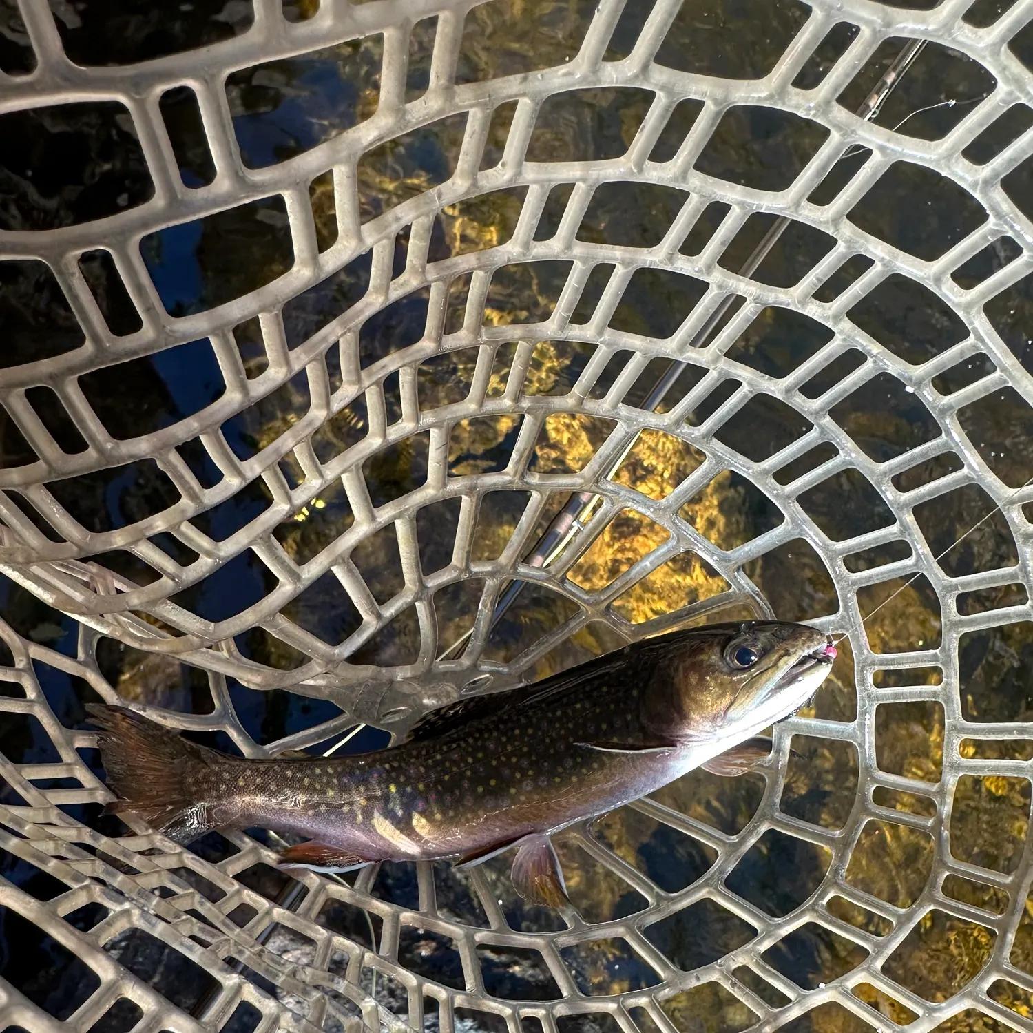 Brook trout caught on Fishbrain