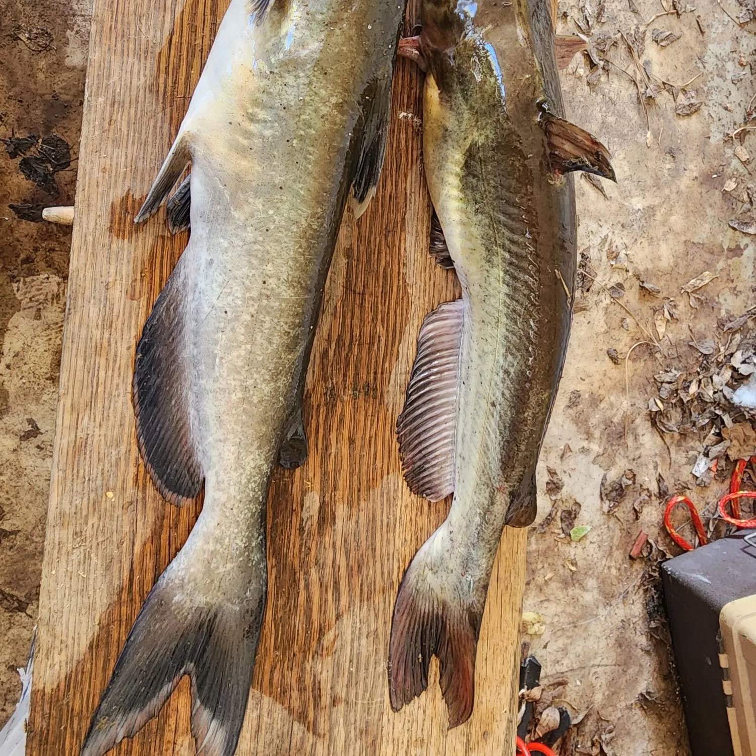 Channel catfish caught on Fishbrain