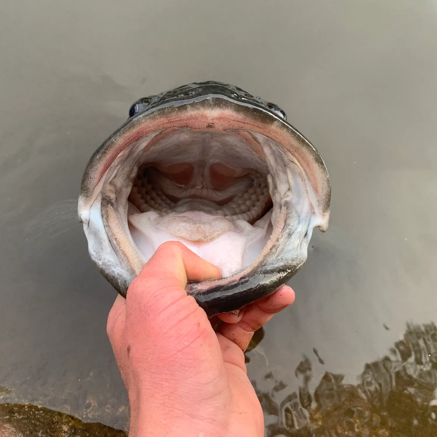 The most recent Murray cod catches on Fishbrain