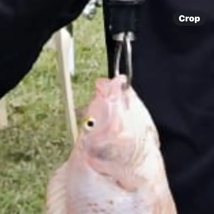 The most recent Red tilapia catches on Fishbrain
