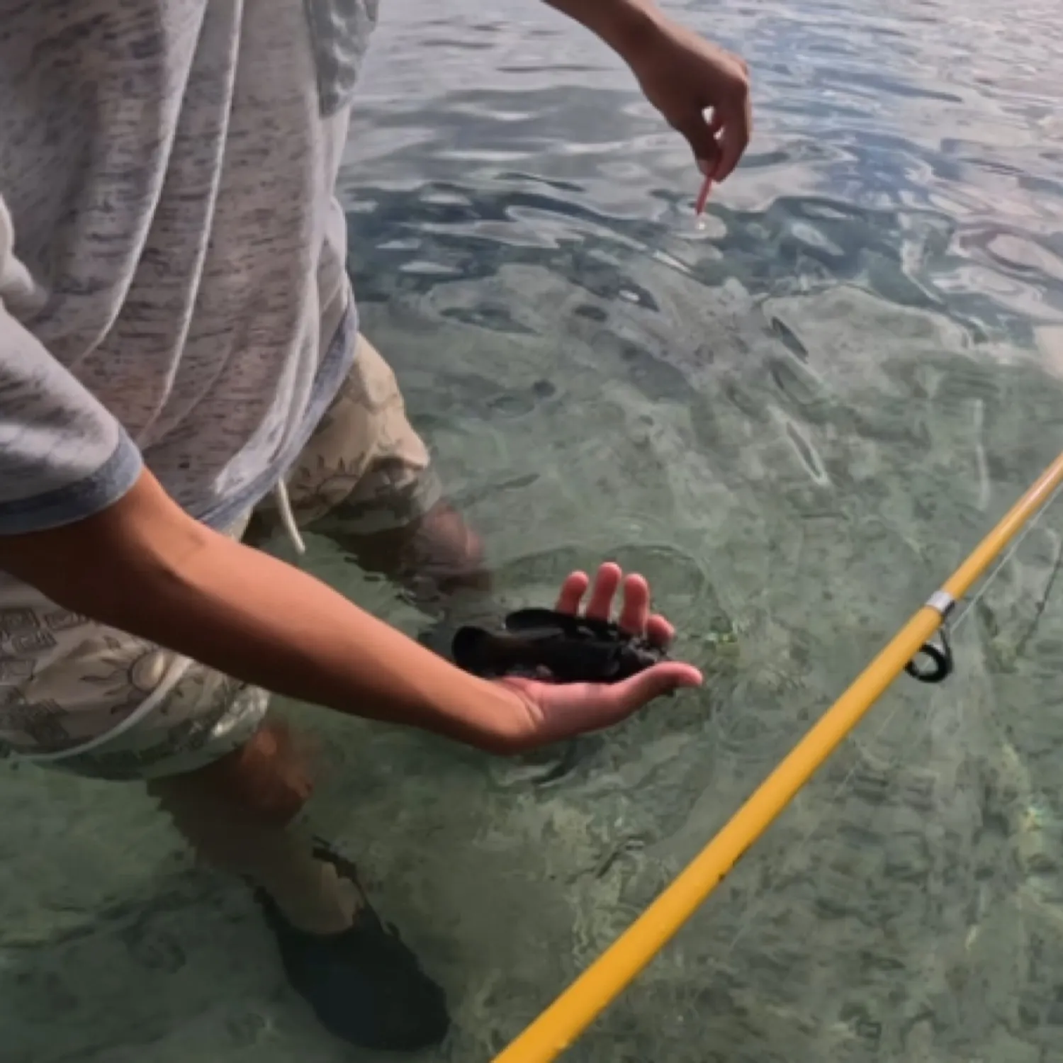 The most recent Peacock hind catches on Fishbrain