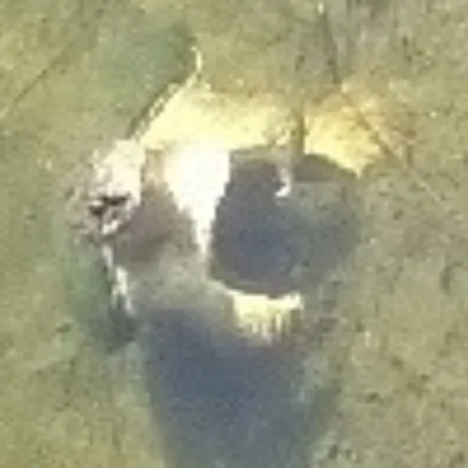 The most recent Common snapping turtle catches on Fishbrain