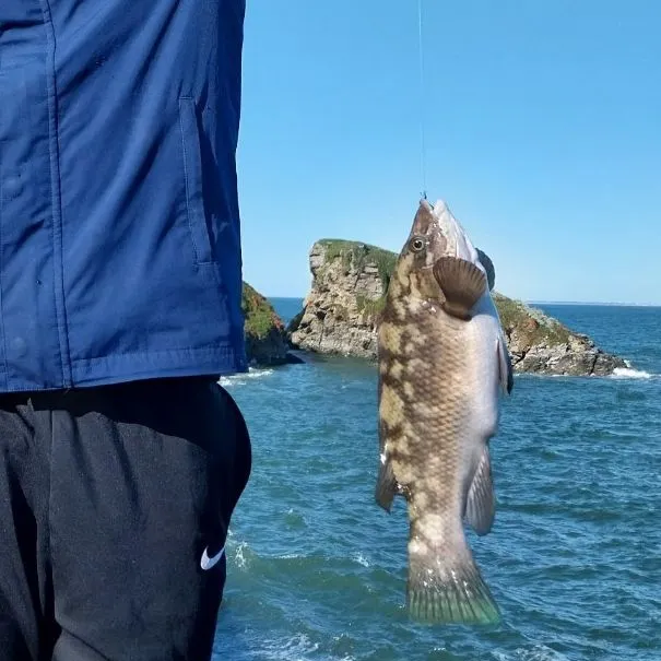 The most recent Ballan wrasse catches on Fishbrain