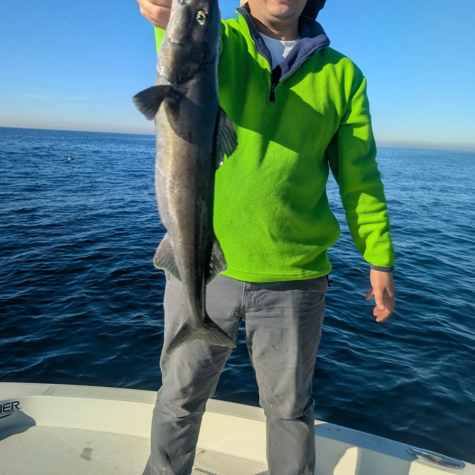 The most recent Sablefish catches on Fishbrain