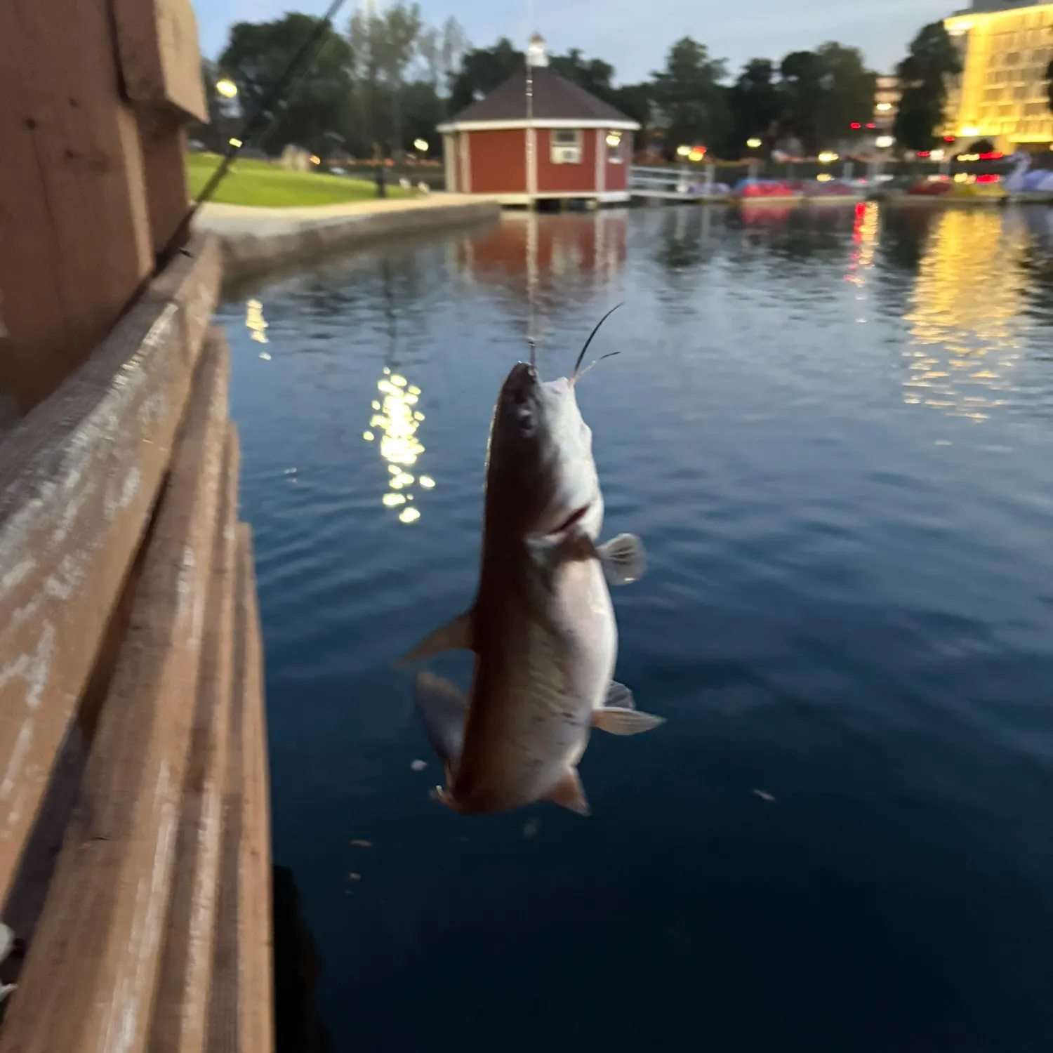 catch