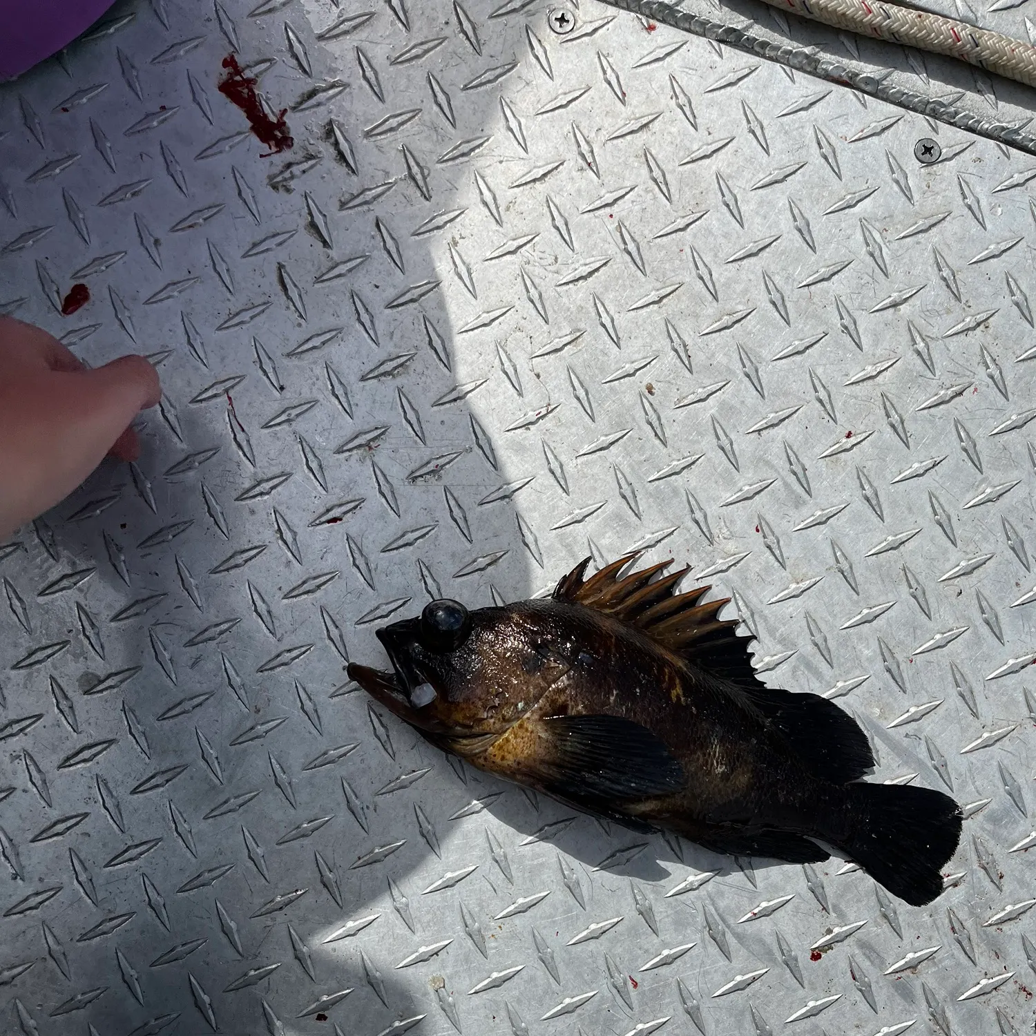 The most recent Quillback rockfish catches on Fishbrain