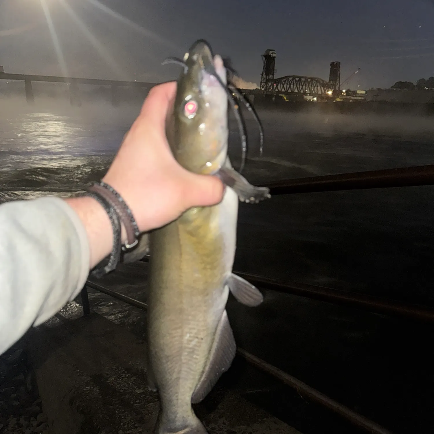 Channel catfish caught on Fishbrain