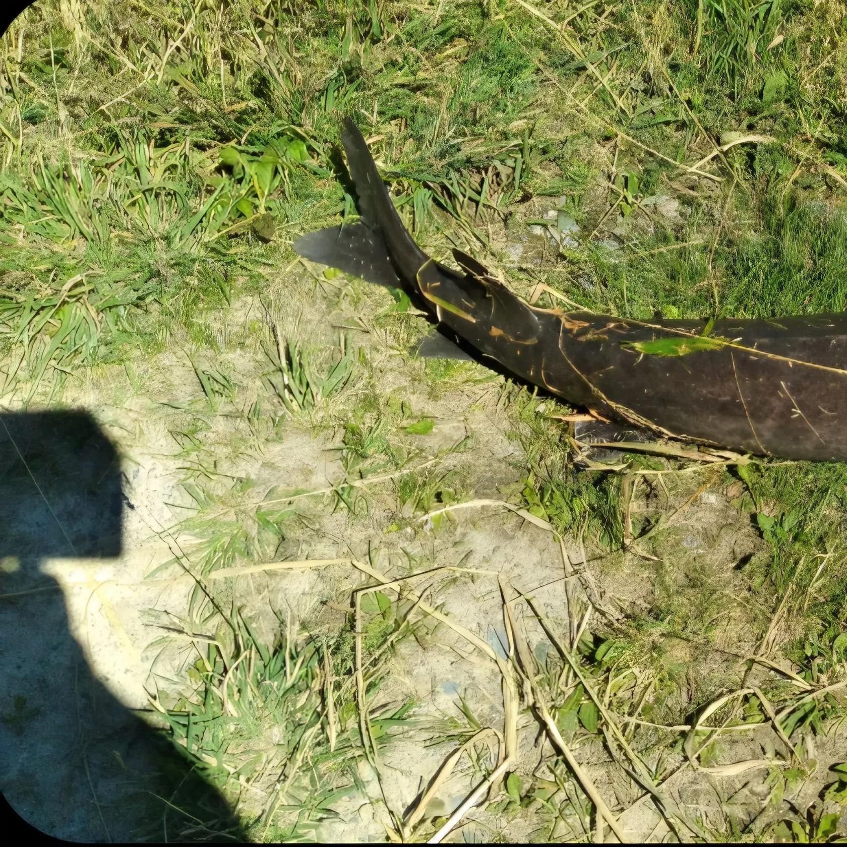 Lake sturgeon caught on Fishbrain