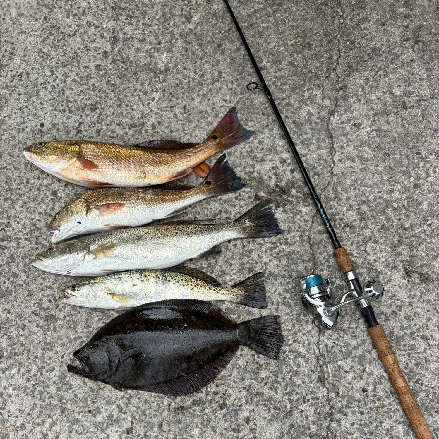 recently logged catches