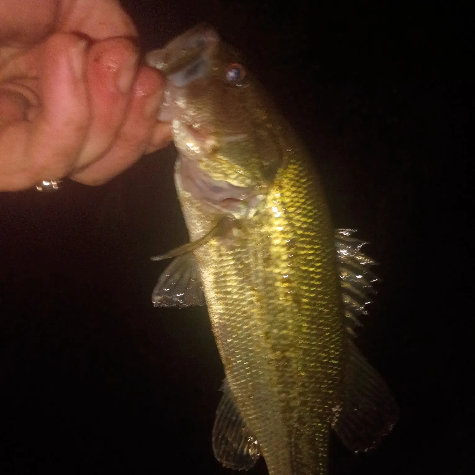 Largemouth bass caught on Fishbrain