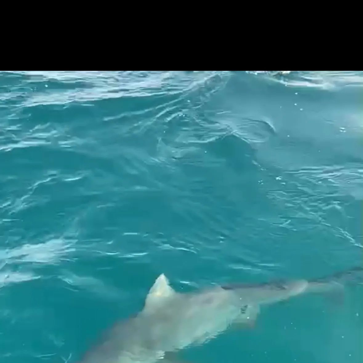 The most recent Bull shark catches on Fishbrain