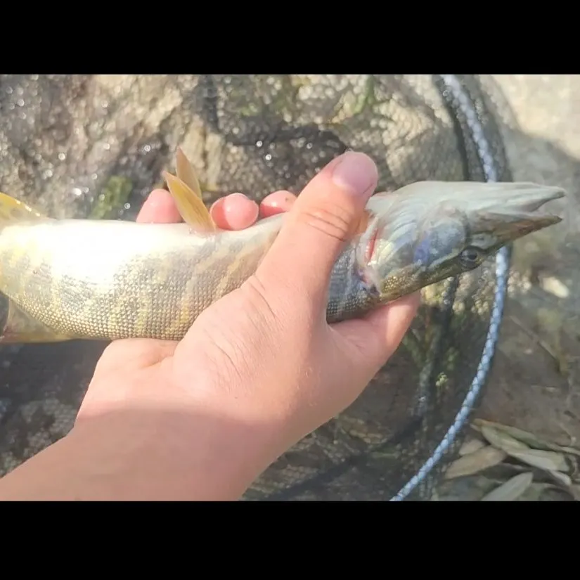 Northern pike caught on Fishbrain